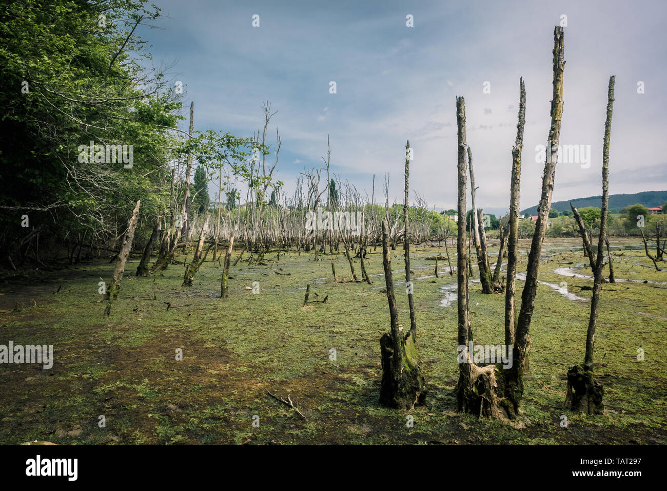 Moore und Sümpfe im Biosphärenreservat Urdaibai im Baskenland, Spanien Stockfoto