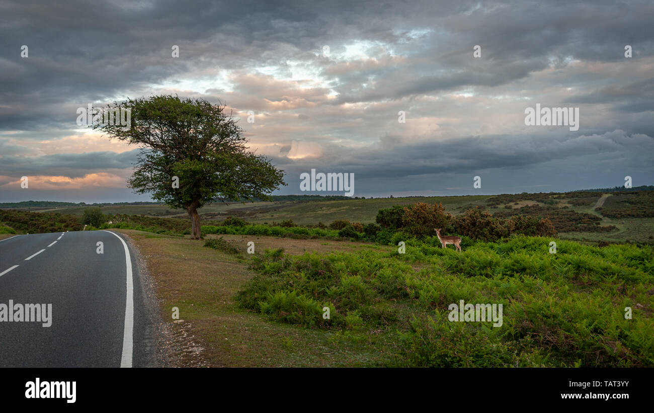 Einsame Damwild über eine Straße in der Dämmerung in den Neuen Wald Landschaft, Hampshire, Großbritannien Stockfoto