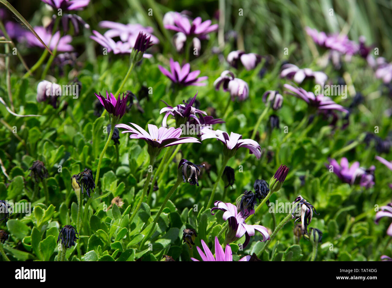 Lila Gänseblümchen im Frühling Stockfoto