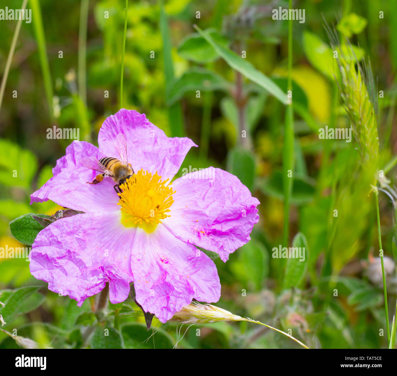 Eine Honigbiene Nektar sammeln auf eine rosa Blüte cistrose oder zistrosen (Cystus incanus ssp. tauricus) oder (Cistus Creticus) Stockfoto