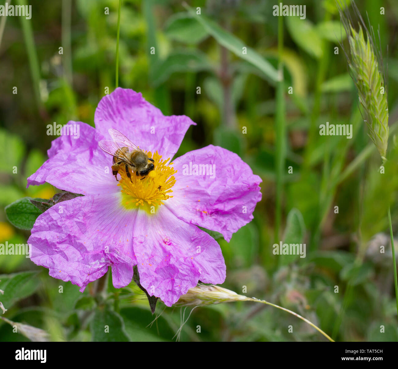 Eine Honigbiene Nektar sammeln auf eine rosa Blüte cistrose oder zistrosen (Cystus incanus ssp. tauricus) oder (Cistus Creticus) Stockfoto