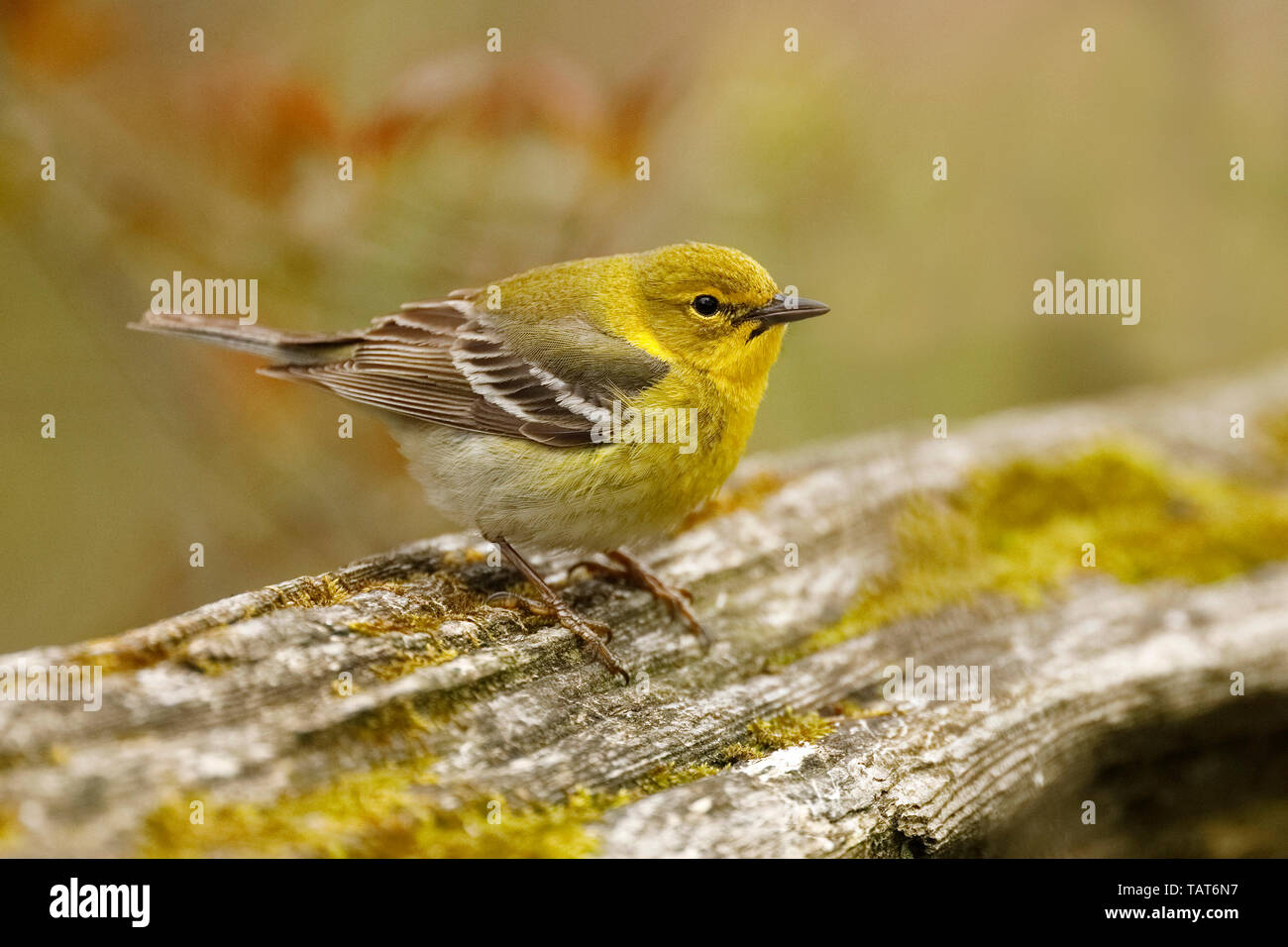 Pine Warbler (Setophaga Pinus) im Frühjahr - Ontario, Kanada Stockfoto