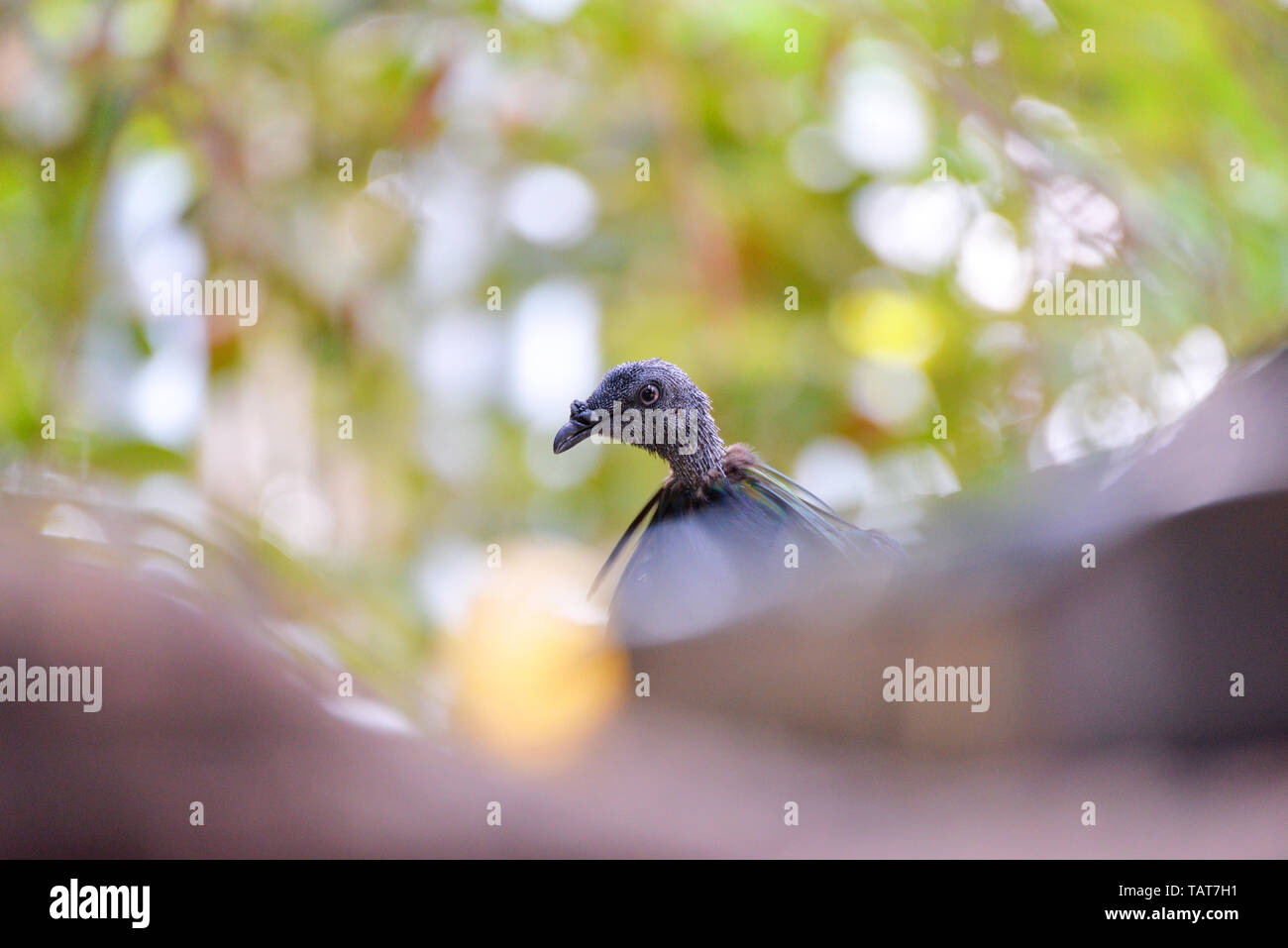 Kragentaube Vogel auf Baum Natur Hintergrund-selektiven Fokus/Nikobaren Taube Stockfoto