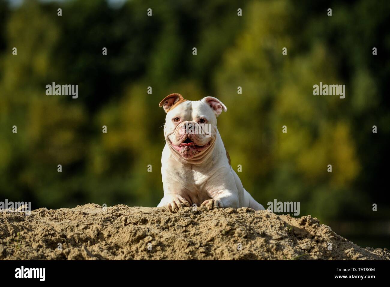 Amerikanische Bulldogge liegend Stockfoto