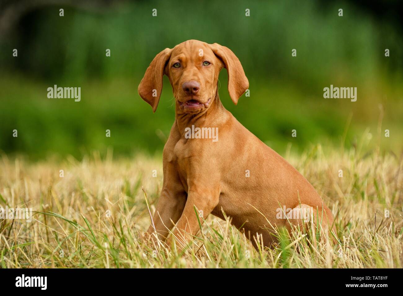 Magyar Vizsla Welpen Stockfoto