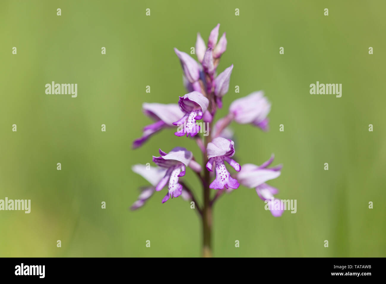 Helm-knabenkraut (Orchis militaris), Großbritannien, Nahaufnahme, Detail der ungewöhnlichen rosa und weißen Blüten Stockfoto