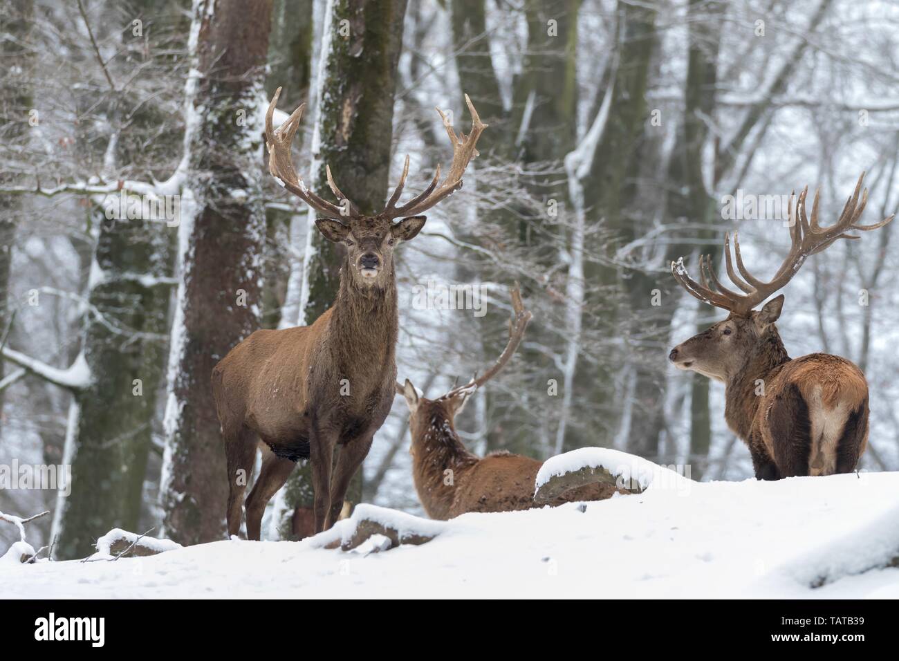 Red deer Stockfoto