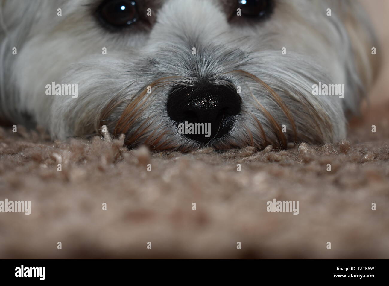 Shih Tzu hund Nahaufnahme Stockfoto