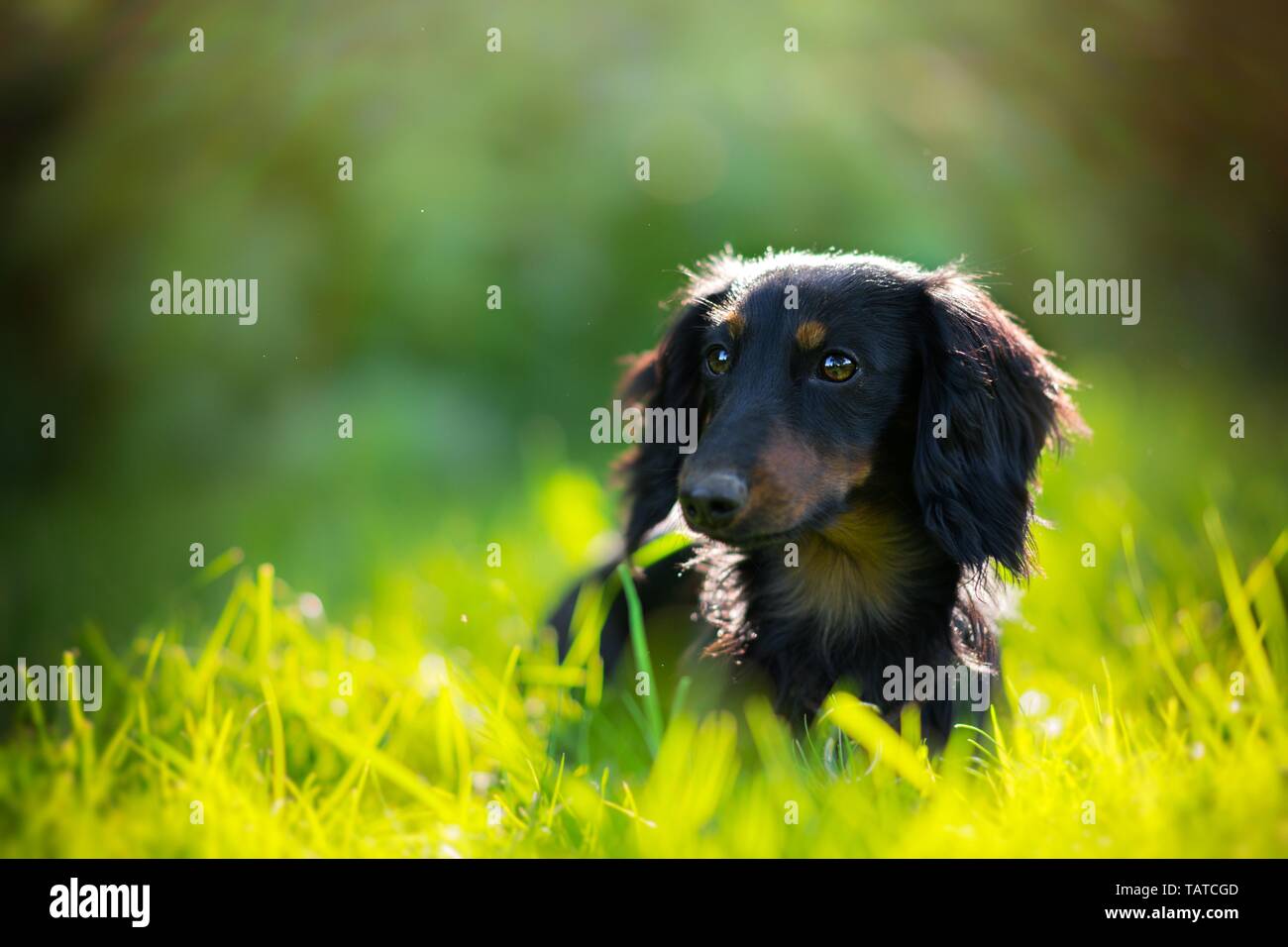 Langhaarige Dackel Portrait Stockfoto