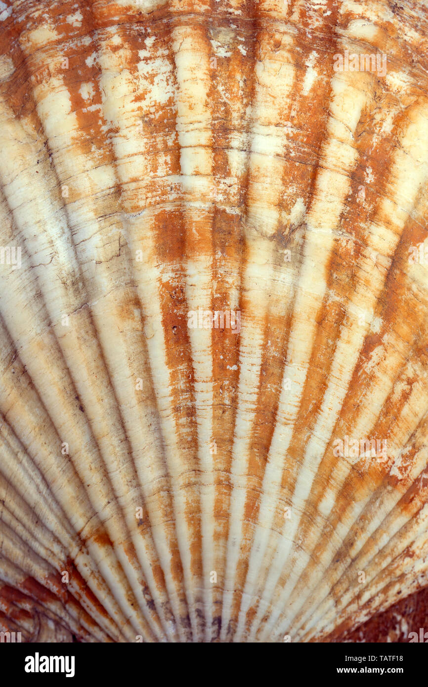 Seashell (ocean Shell oder sea shell) Textur hautnah. Natürliche shell Pattern Stockfoto