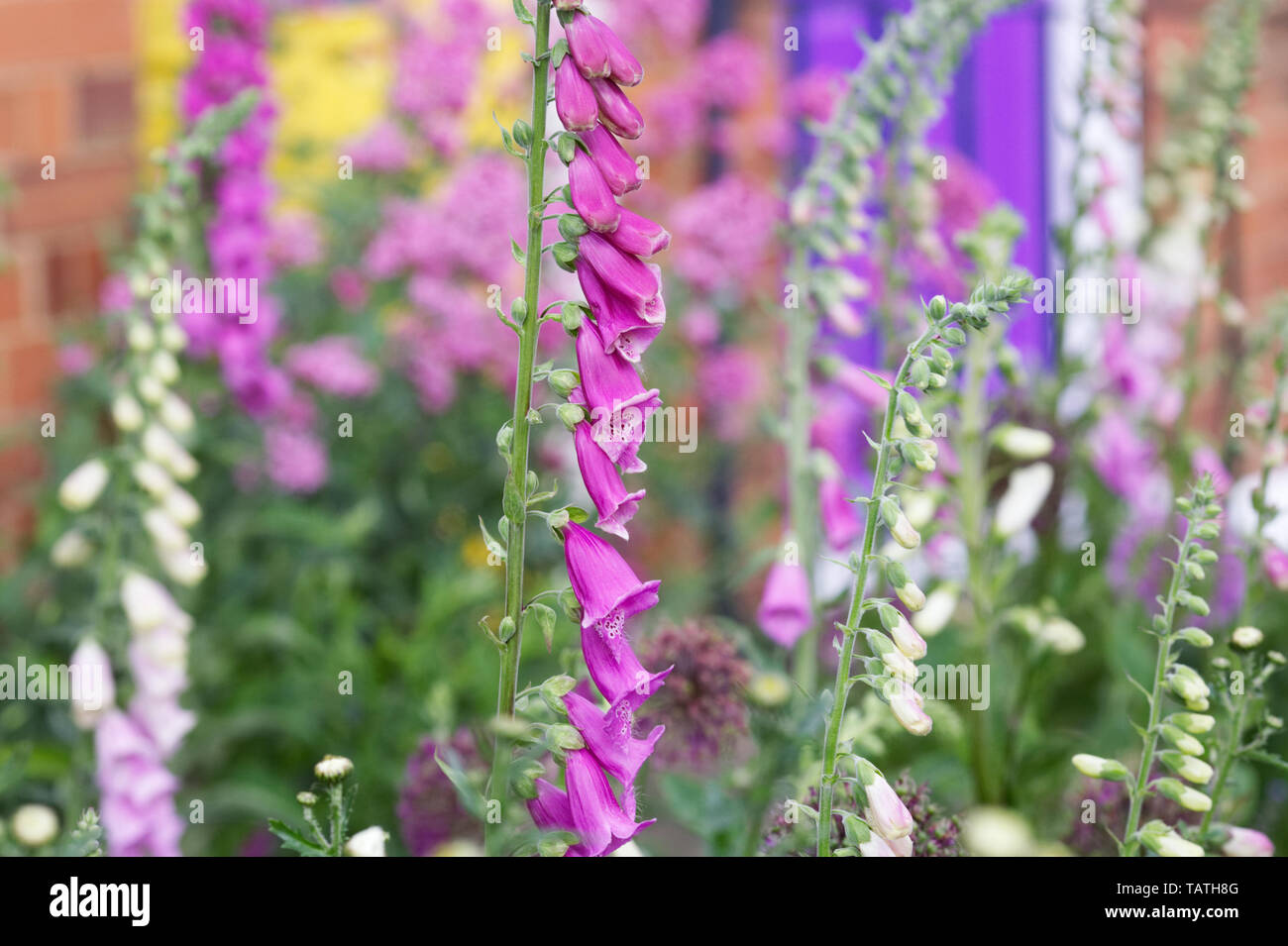 Digitalis Purpurea Blüte in einen Bauerngarten. Stockfoto