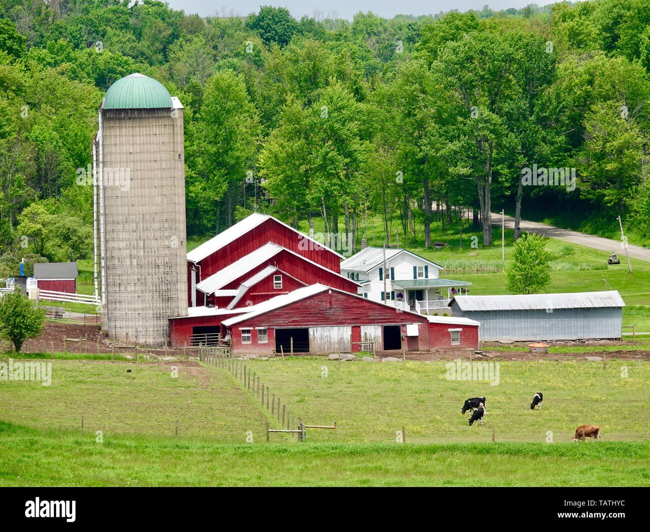 Ruhigen Bauernhof, mit roten Scheunen und weißen Farm House, hohen Silo, und Rinder in den Hügeln in der Nähe von Dushore, Sullivan County, Pennsylvania, USA. Stockfoto
