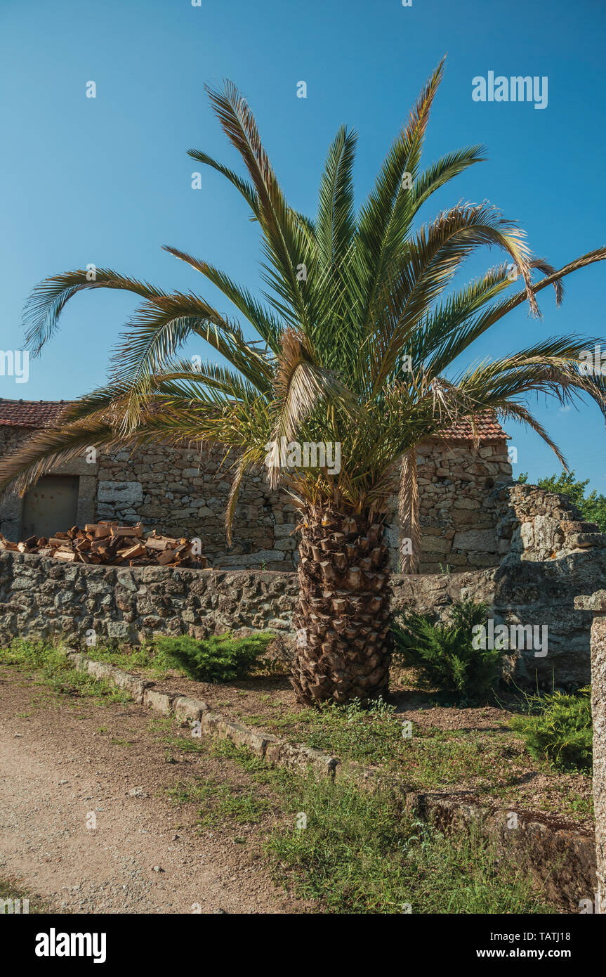 Grüne Palme auf der dreckigen Boden vor alten Haus aus Stein auf Lageosa do Mondego. Ein schönes kleines Dorf im Hinterland der östlichen Portugal. Stockfoto