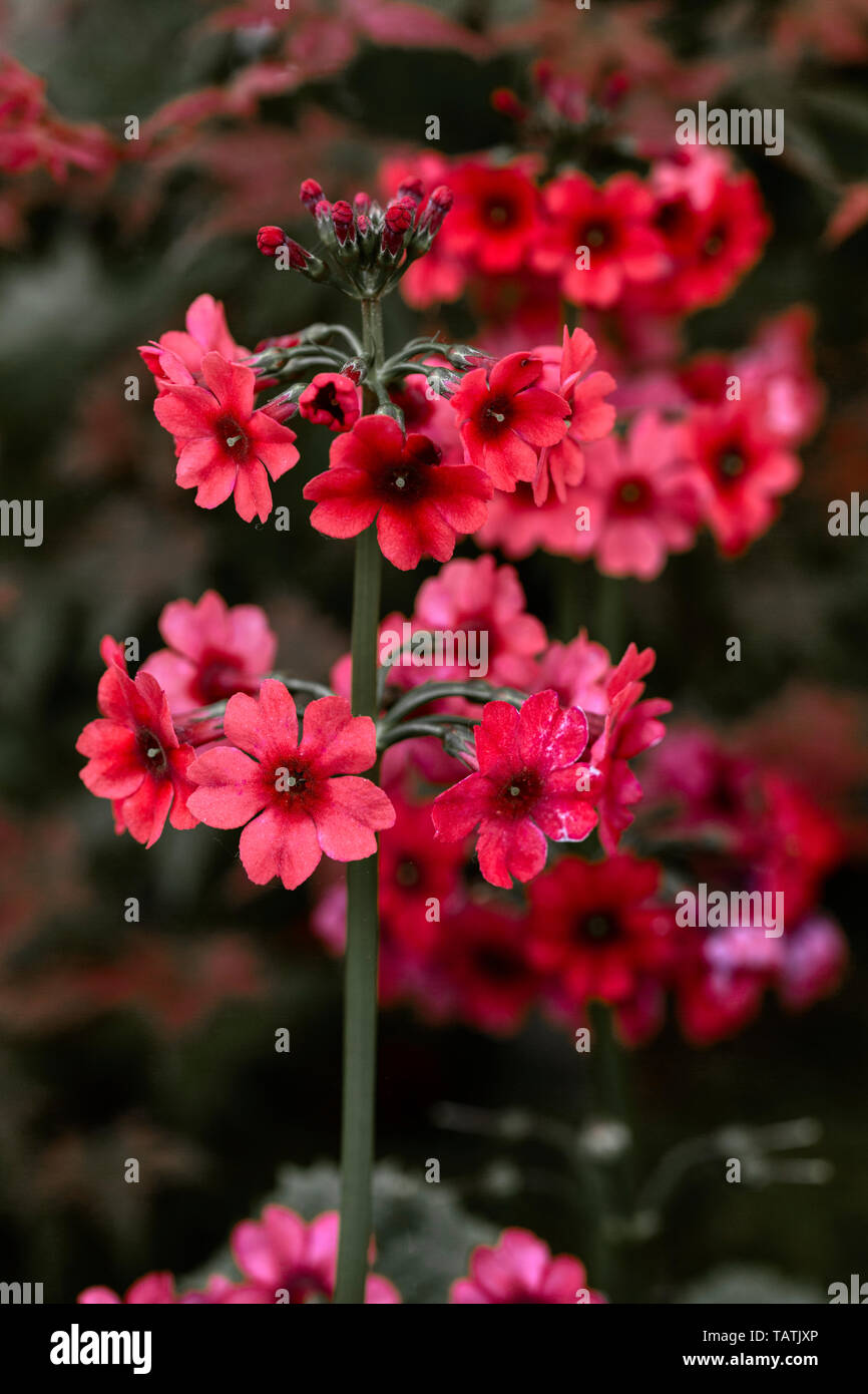 Primula japonica. RHS Chelsea Flower Show 2019 Stockfoto