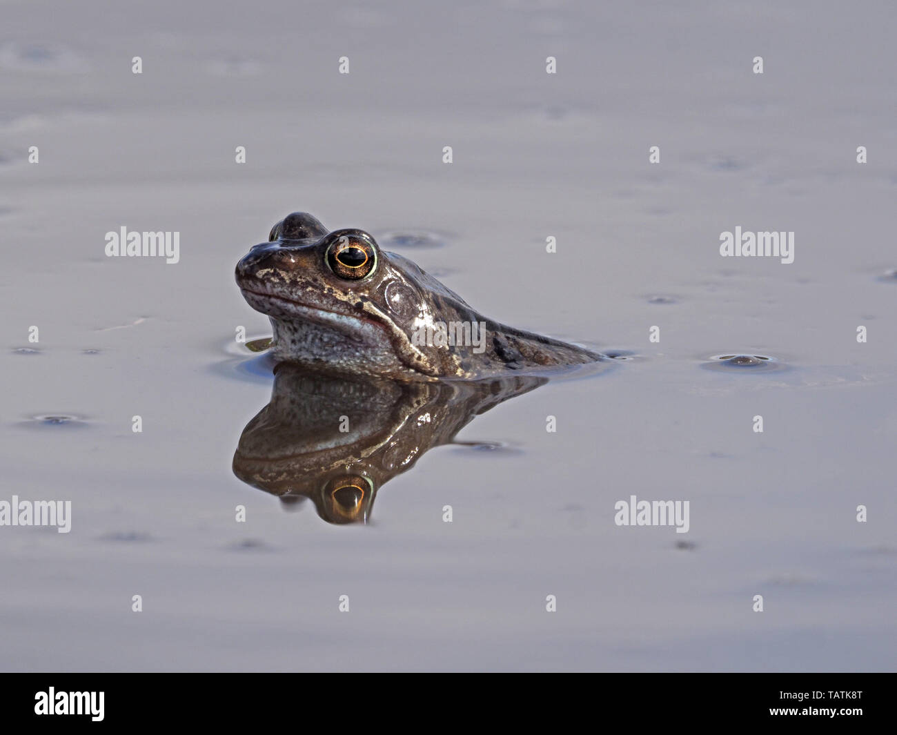 Einheitliche Europäische Grasfrosch (Rana temporaria) mit Reflexion in schlammigen Hochland Zucht Pool in Cumbria, England, Großbritannien Stockfoto