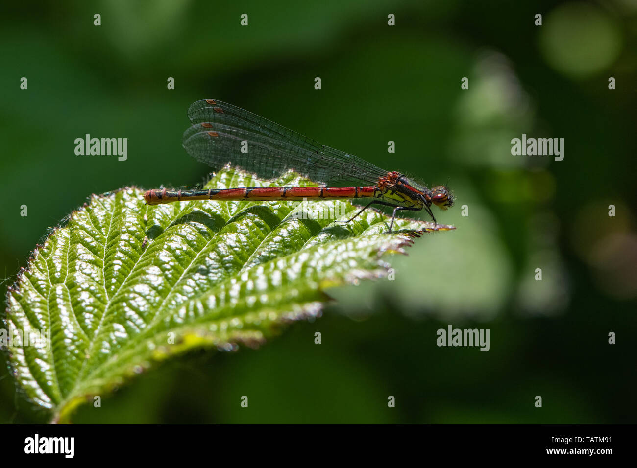 Große rote Damselfly (Pyrrhosoma Nymphula) Stockfoto