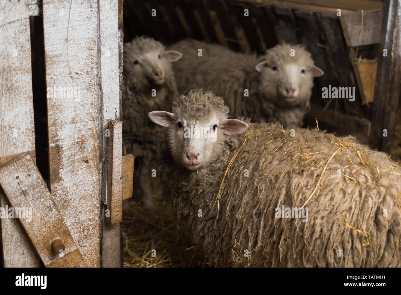Schöne und niedliche Schafe innerhalb der Farm essen Heu. Ein Schaf mit  viel Wolle blickt in die Kamera Stockfotografie - Alamy