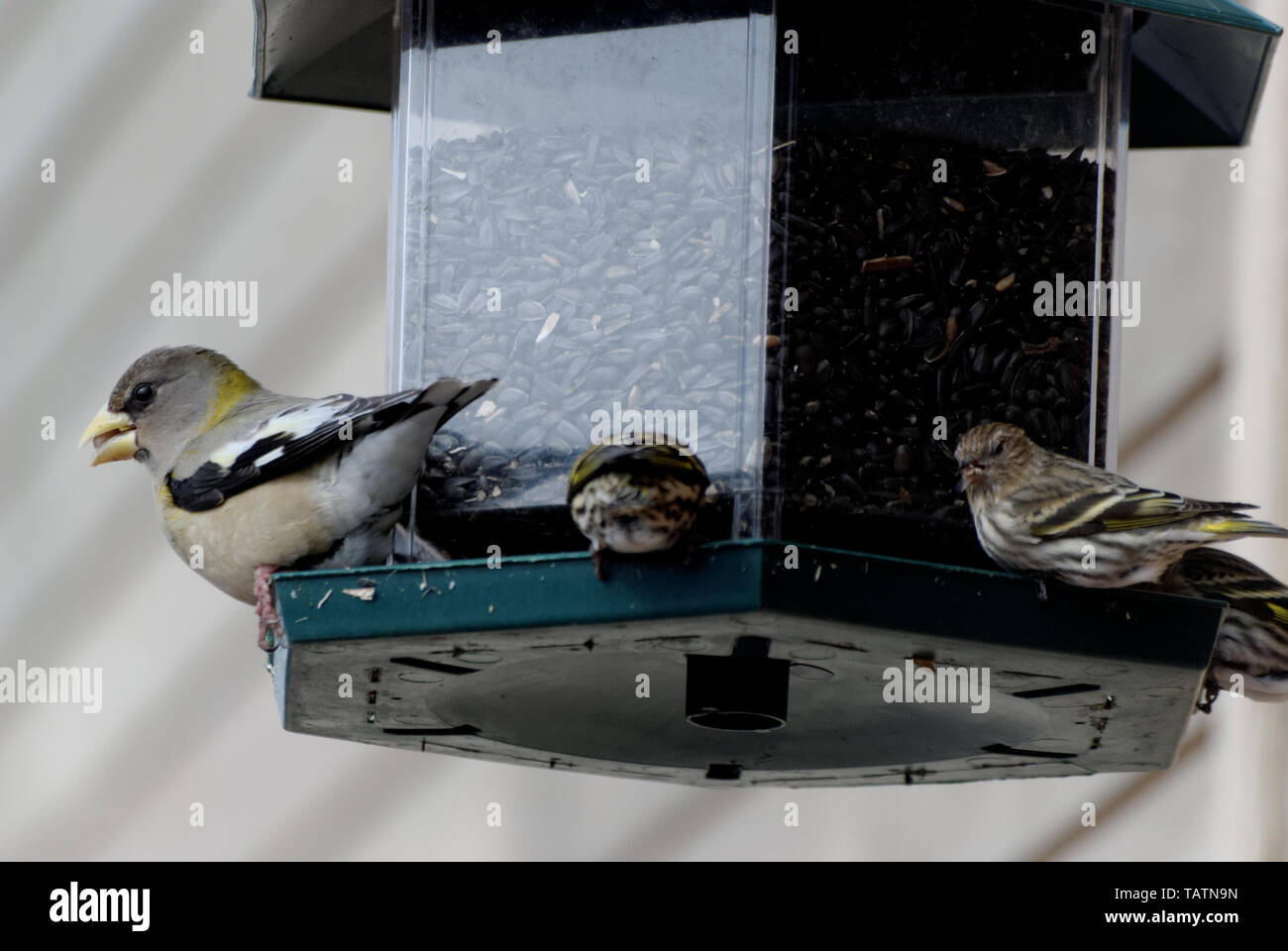 Abend Grosbeak (Coccothraustes vespertinus) und drei Kiefer Siskins (spinus Pinus) auf einem Bird Feeder gehockt, Essen Stockfoto