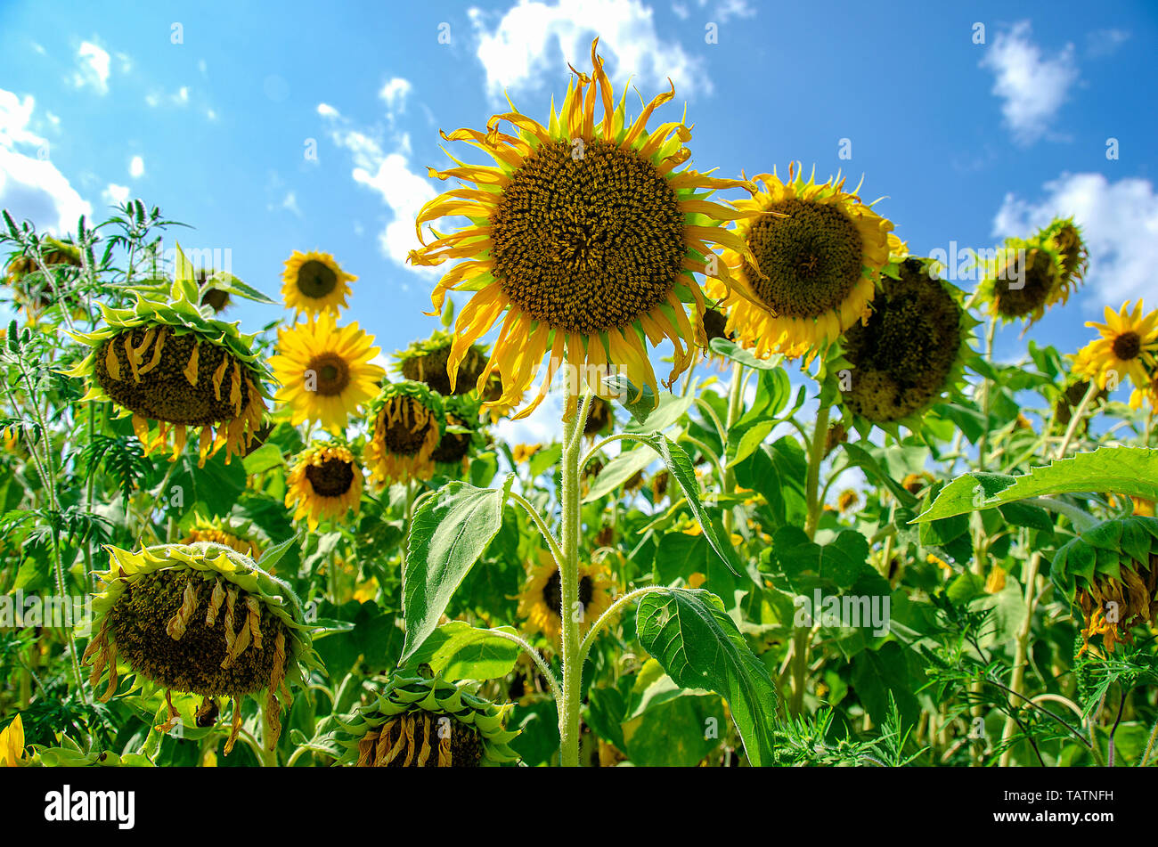 Sonnenblumenfeld im Sonnenschein mit blauem Himmel und Wolken Stockfoto