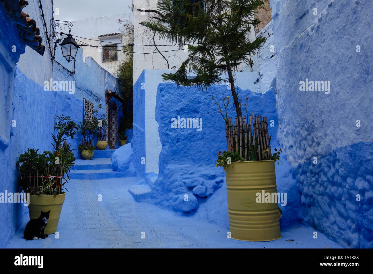 Traditionelle marokkanische architektonischen Details wie eine Katze und typischen bunten Blumentöpfen in der Blauen Stadt, Chefchaouen, Marokko Stockfoto