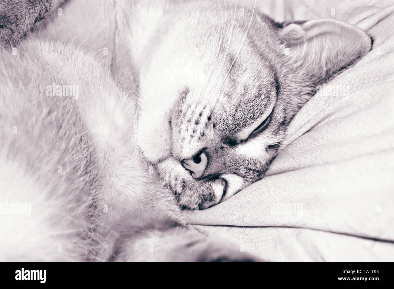 Grau gestreifte Katze schlafen auf dem weißen Kissen. Close Up. Stockfoto