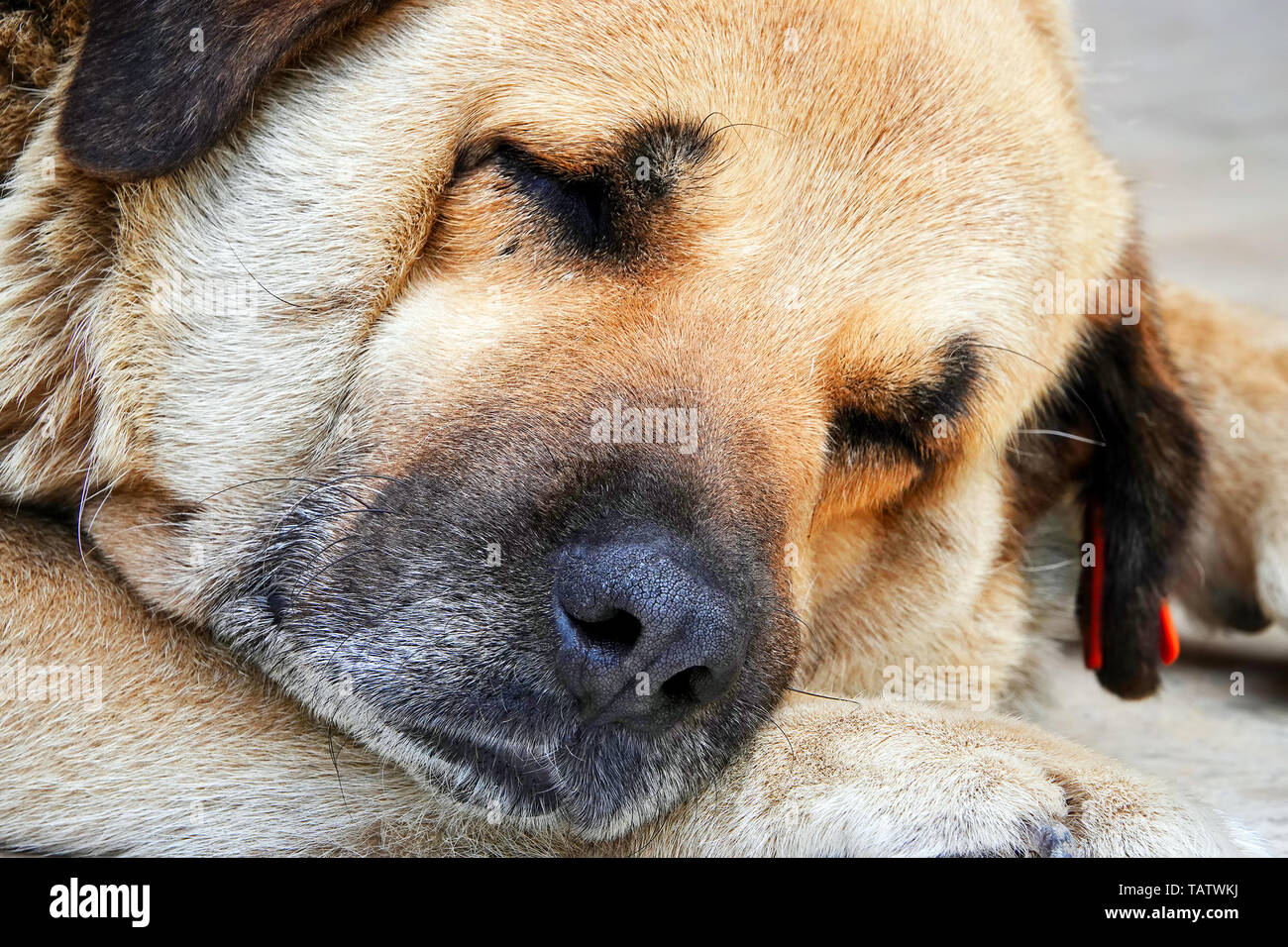 Tierische Fette Gesicht Hund schläft Stockfoto
