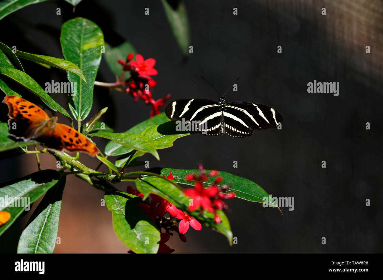 Los Angeles, USA. 27. Mai, 2019. Schmetterlinge Rest an Blättern im Butterfly Pavilion des Natural History Museum von Los Angeles County in Los Angeles, USA, 27. Mai 2019. Der Schmetterling Ausstellung im Natural History Museum in Los Angeles County präsentiert Hunderte von Schmetterlingen und die Pflanzen, die sie umgeben. Credit: Li Ying/Xinhua/Alamy leben Nachrichten Stockfoto