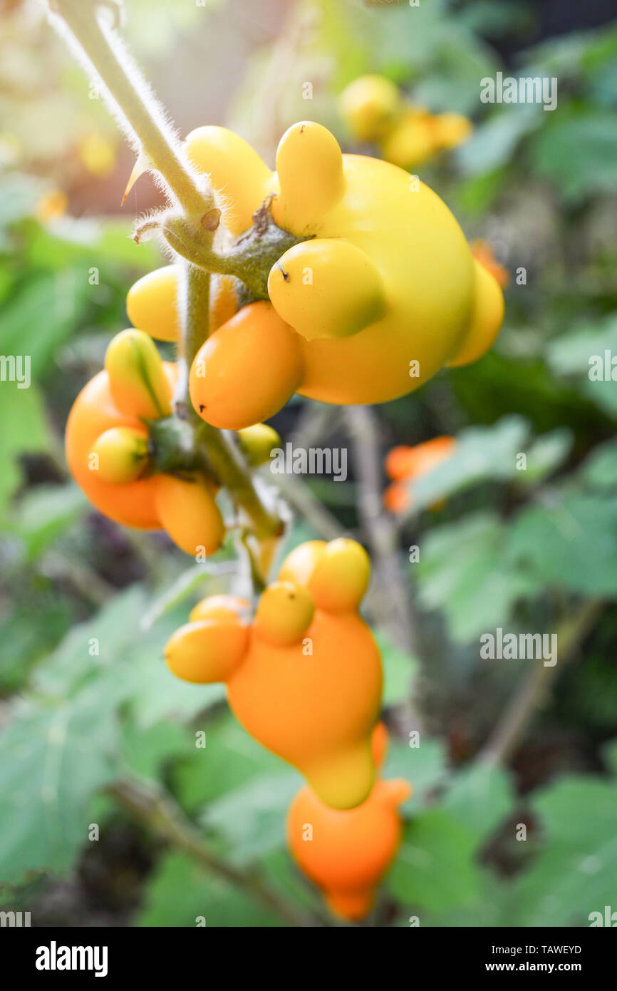 Titty nippel Frucht gelb Aubergine auf Baum im Garten/Solanum mammosum Dornige Popolo Stockfoto