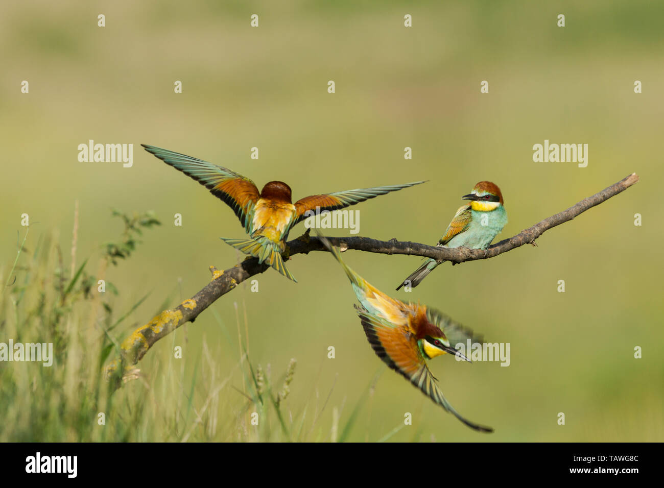 Europäische Bienenfresser, lateinischen Namen Merops apiaster, einen männlichen Vogel jagt ein interloper zeigen Interesse an seinem Mate, grün hinterlegt Stockfoto