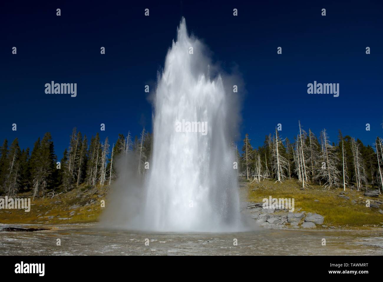 Grand Geysir Ausbruch des Yellowstone National Park Stockfoto