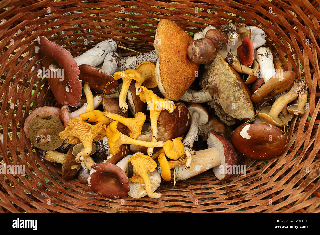 Korb mit Waldpilzen. Steinpilze, Pfifferlinge, psathyrella, Scaber Stiel, Birke bolete Pilz. Spätsommer und Herbst Natur. Reisen in die Wälder Stockfoto