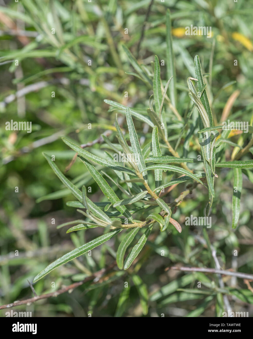 Neues Blatt Wachstum von Pre-blühende Sanddorn/Hippophae Rhamnoide. Beeren dieser Pflanze sauren Geschmack sehr viel wie Zitrone und kann als Nahrung verwendet werden. Stockfoto