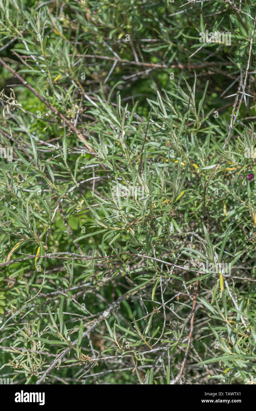 Neues Blatt Wachstum von Pre-blühende Sanddorn/Hippophae Rhamnoide. Beeren dieser Pflanze sauren Geschmack sehr viel wie Zitrone und kann als Nahrung verwendet werden. Stockfoto