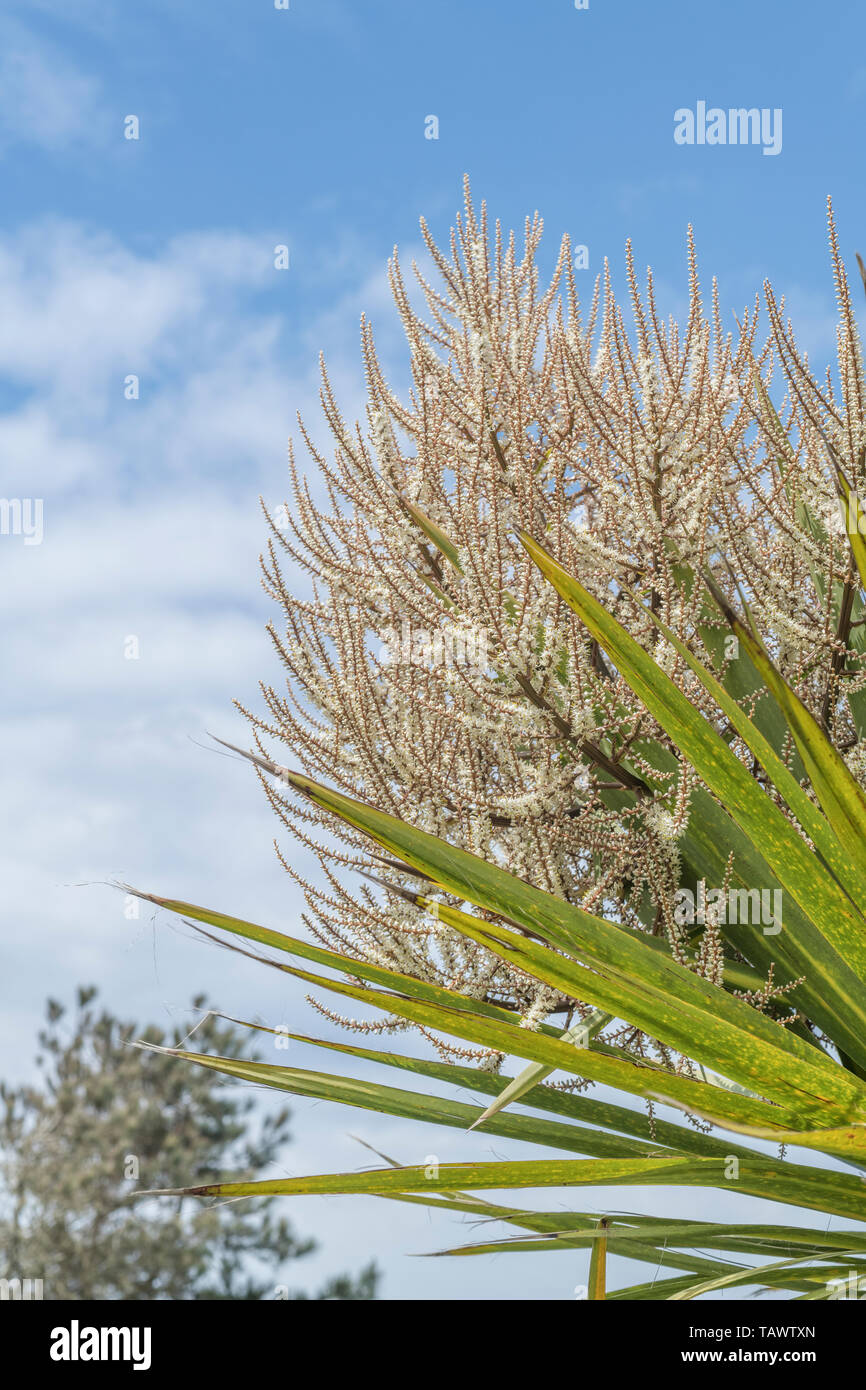 Blühende Spitzen der Cordyline australis in Cornwall, UK. Diese Pflanze wird manchmal als Baum der Neuseeland 'Kohl' oder Kohl - Palm bekannt. Stockfoto