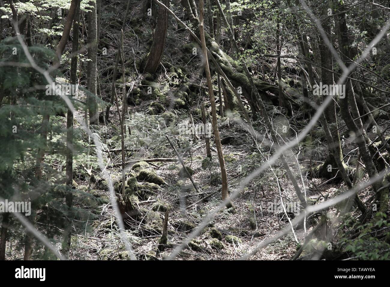 Berüchtigte Aokigahara Wald im Fuji-Hakone-Izu Nationalpark von Japan. Der Wald ist als Selbstmord Wald bekannt. Bis zu 100 Selbstmorde finden hier statt jeden Stockfoto