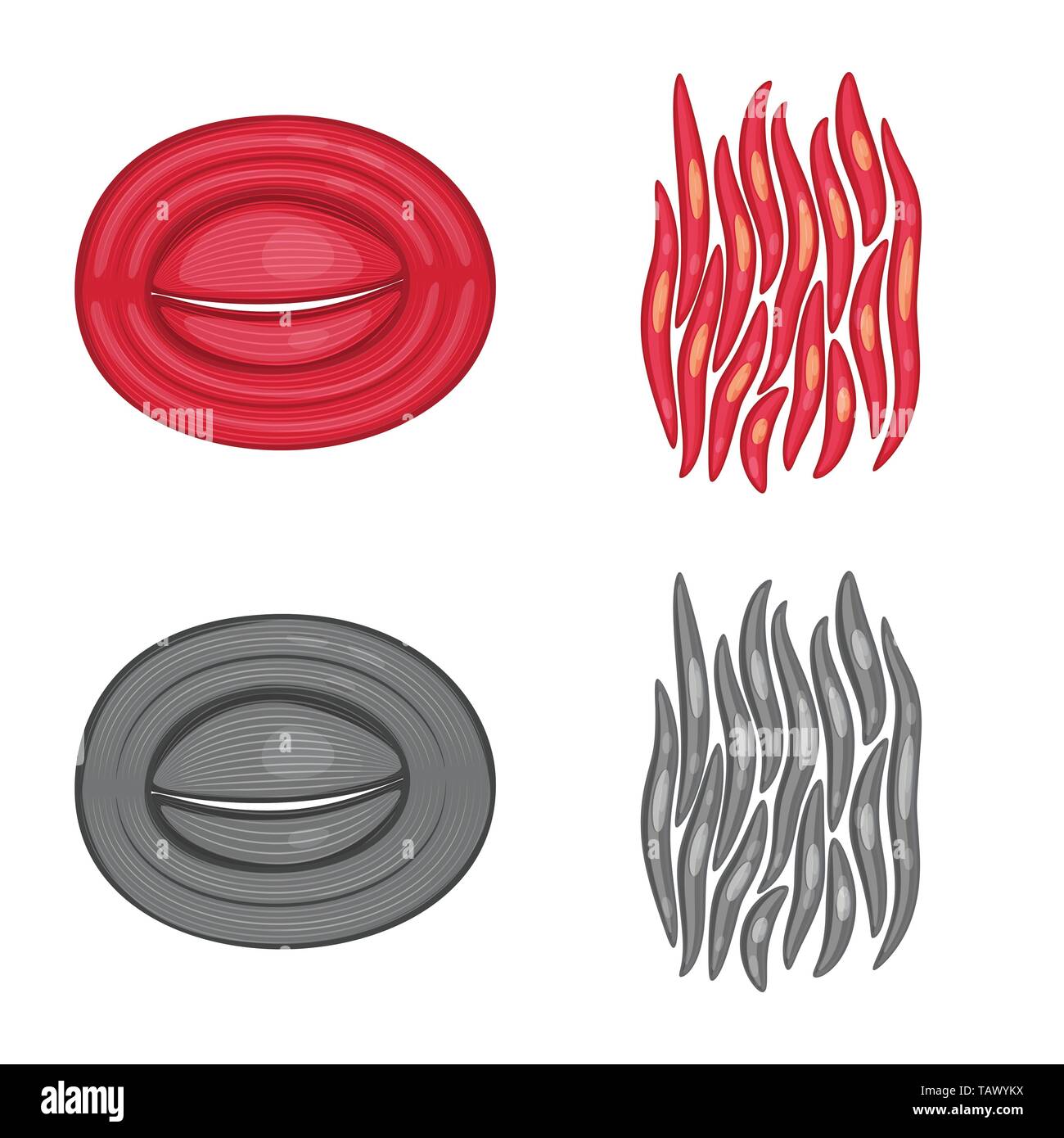 Vector Illustration der Faser und muskulös Symbol. Satz von Faser- und Körper Symbol für das Web. Stock Vektor