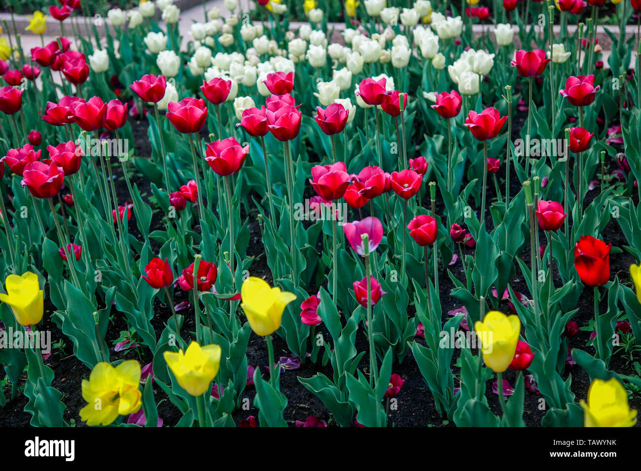 Festival In Russland Stockfotos und bilder Kaufen Alamy