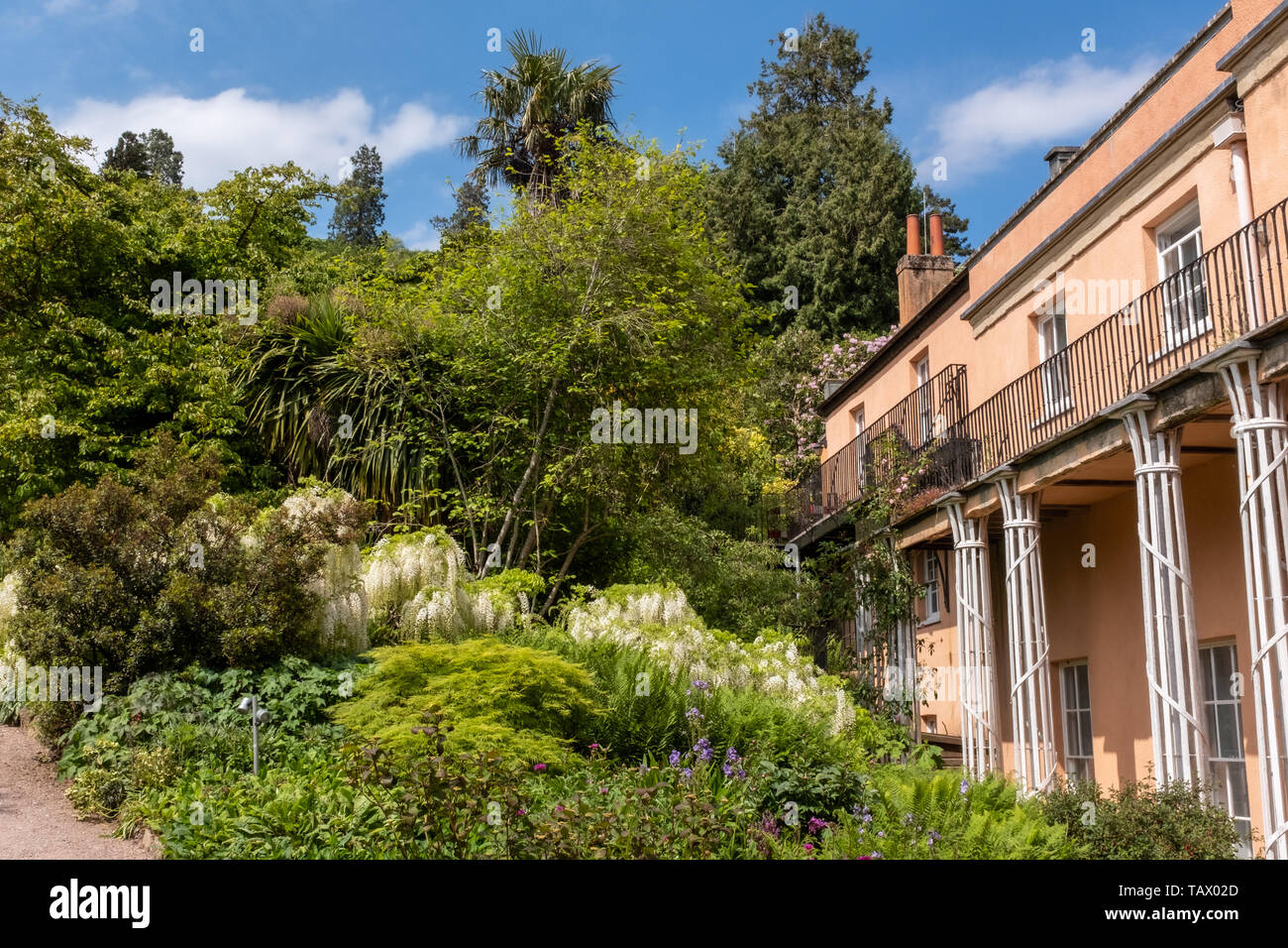 Rosa Haus und Bäume, Killerton, National Trust, Devon, Großbritannien Stockfoto