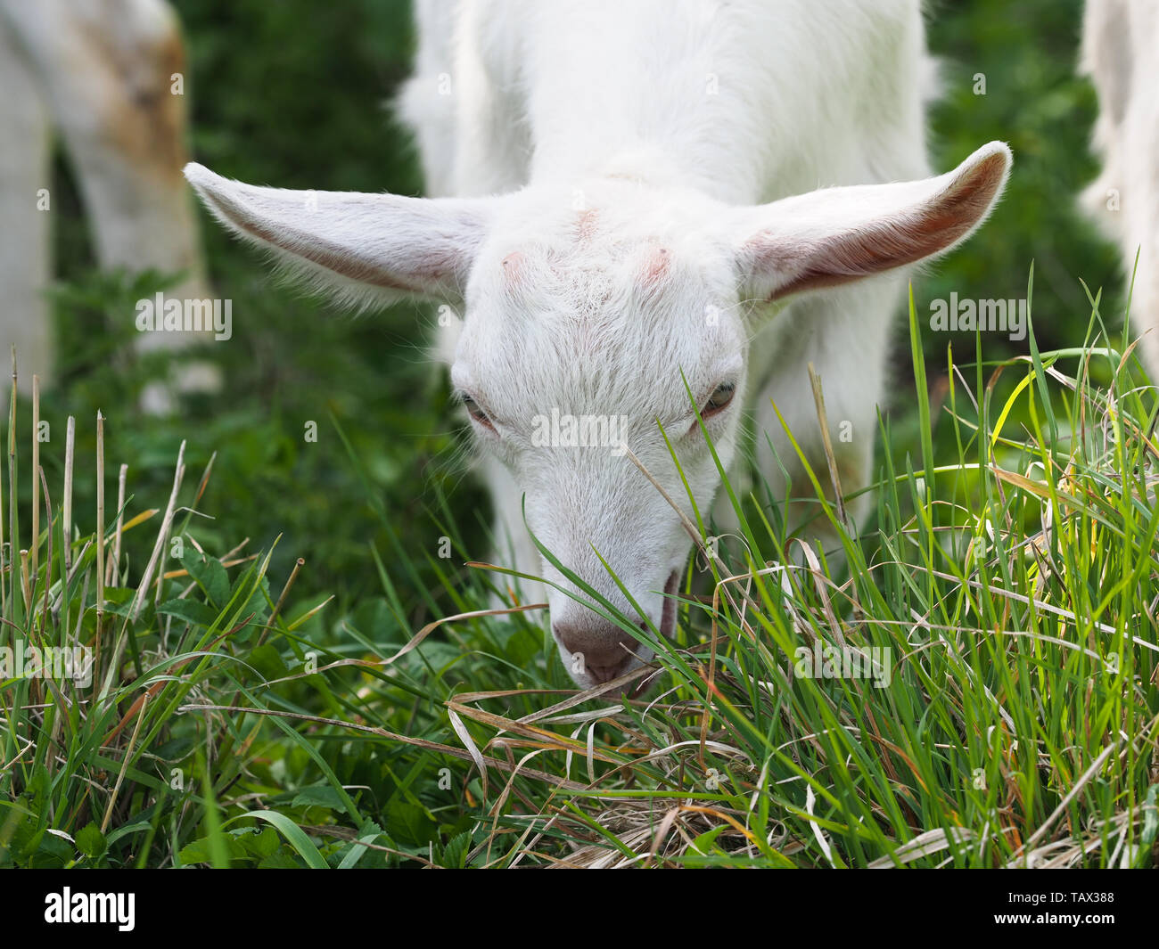 Eine Süße weiße Baby Ziege in einem sommer wiese gras. Stockfoto