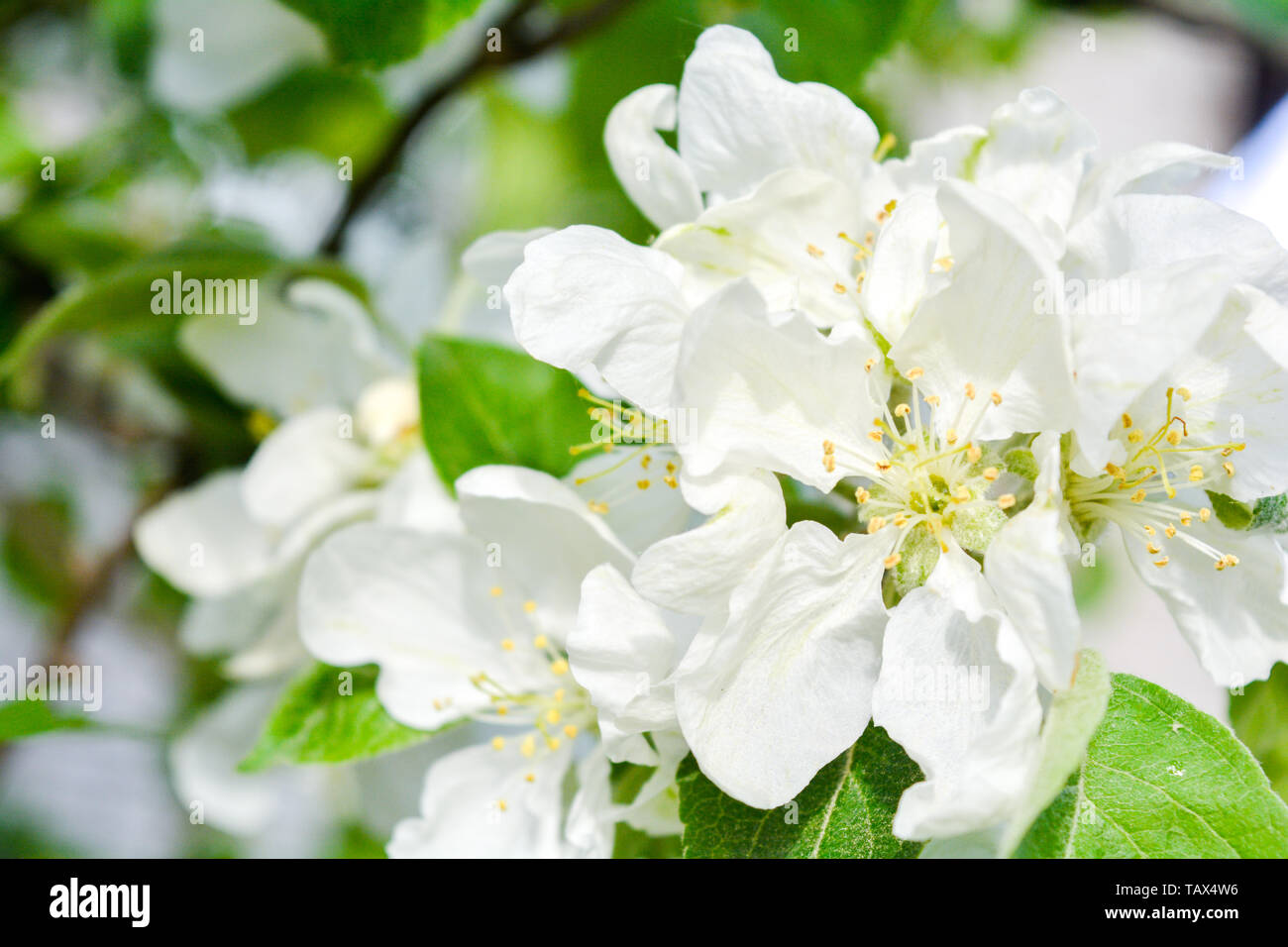 Apple tree branch mit weißen Blüten. Frühling Apfelbaum in der Blüte. In der Nähe von weißen Blüten mit flachen DOF Stockfoto