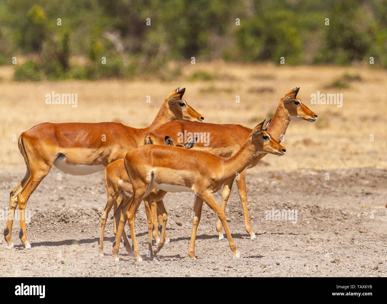 Vier Impala Aepyceros melampus Herde suchen Warnung Gefahr aufmerksam zuhören im Sweetwaters Wasserloch, Ol Pejeta Conservancy, Kenia, Ostafrika Stockfoto