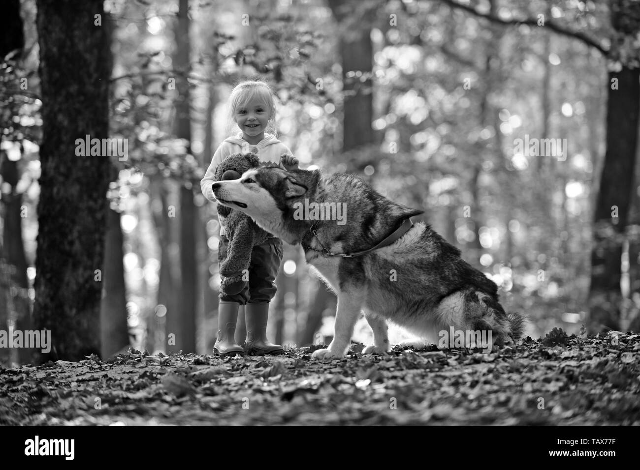 Hund Husky mit Kind auf frische Luft im Freien. Hund und kleine Mädchen im Herbst Wald. Stockfoto