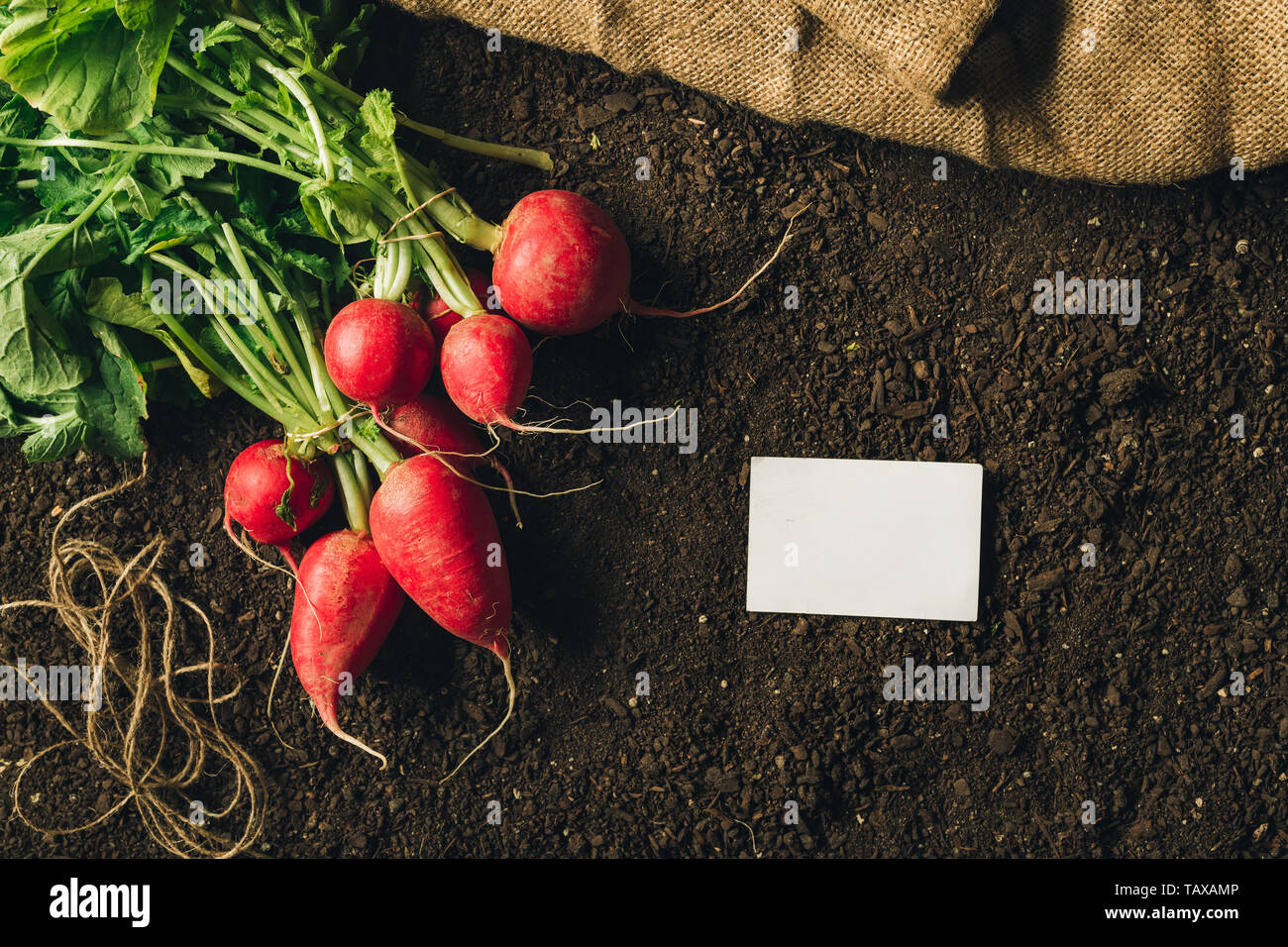 Rote Radieschen und Business card Mock up für den ökologischen Landbau homegrown produzieren kleine Unternehmen Stockfoto