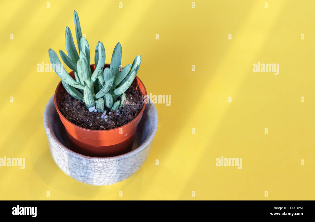Sukkulente Pflanze auf gelbem Hintergrund, mit Kopie Raum Stockfoto