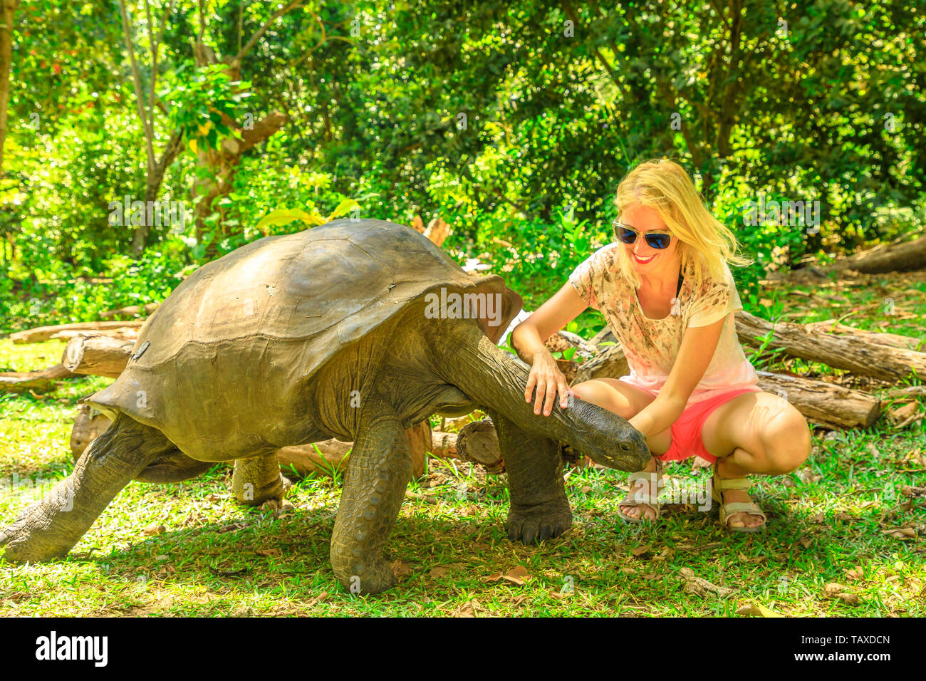 Ihnen gerne touristische Frau neugierig Riesenschildkröte, Arten Aldabrachelys gigantea, faltigen Hals streckt. Curieuse, Naturschutzgebiet Stockfoto