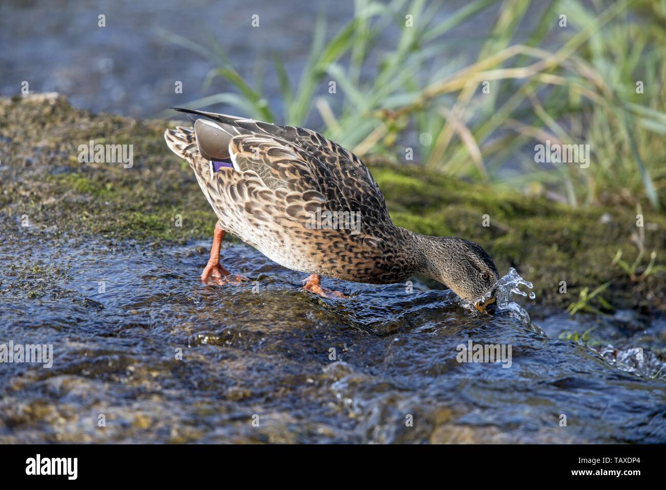 Stockente Stockfoto