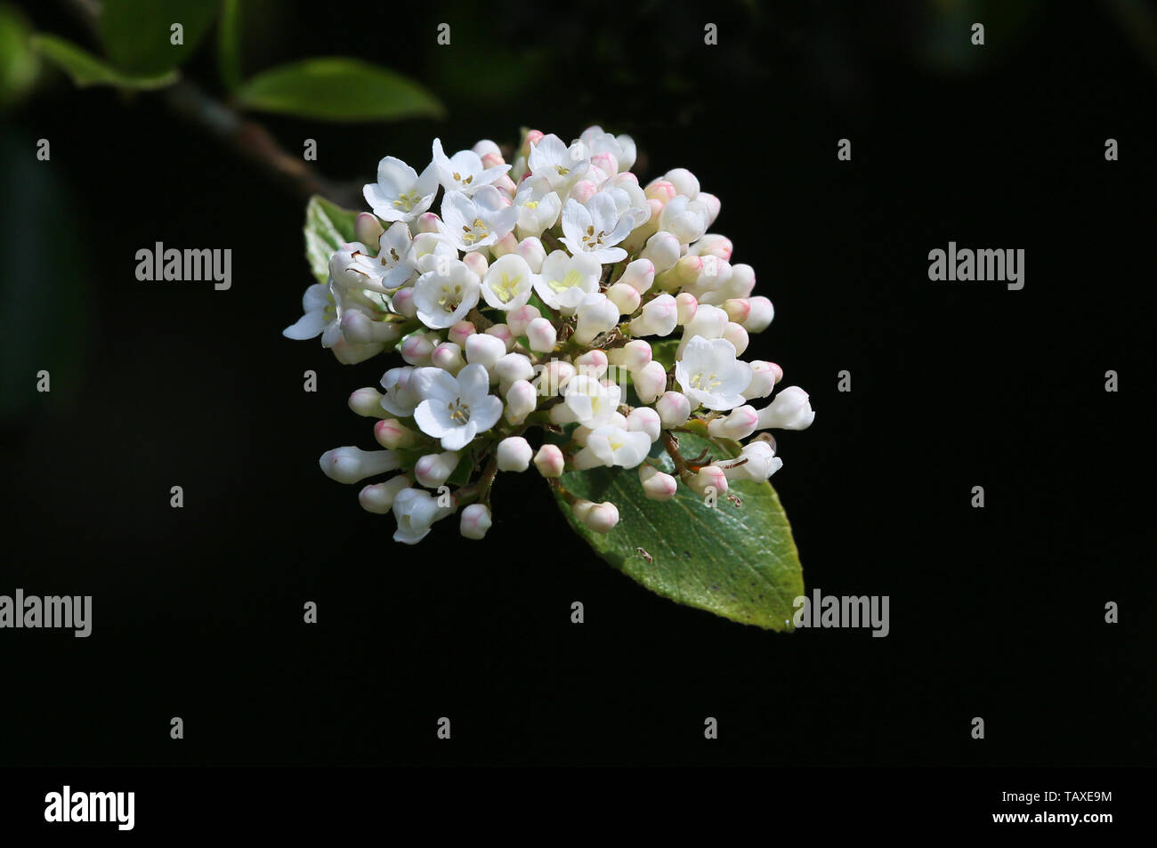 Viburnum Blumen und Blätter gegen einen dunklen Hintergrund Stockfoto