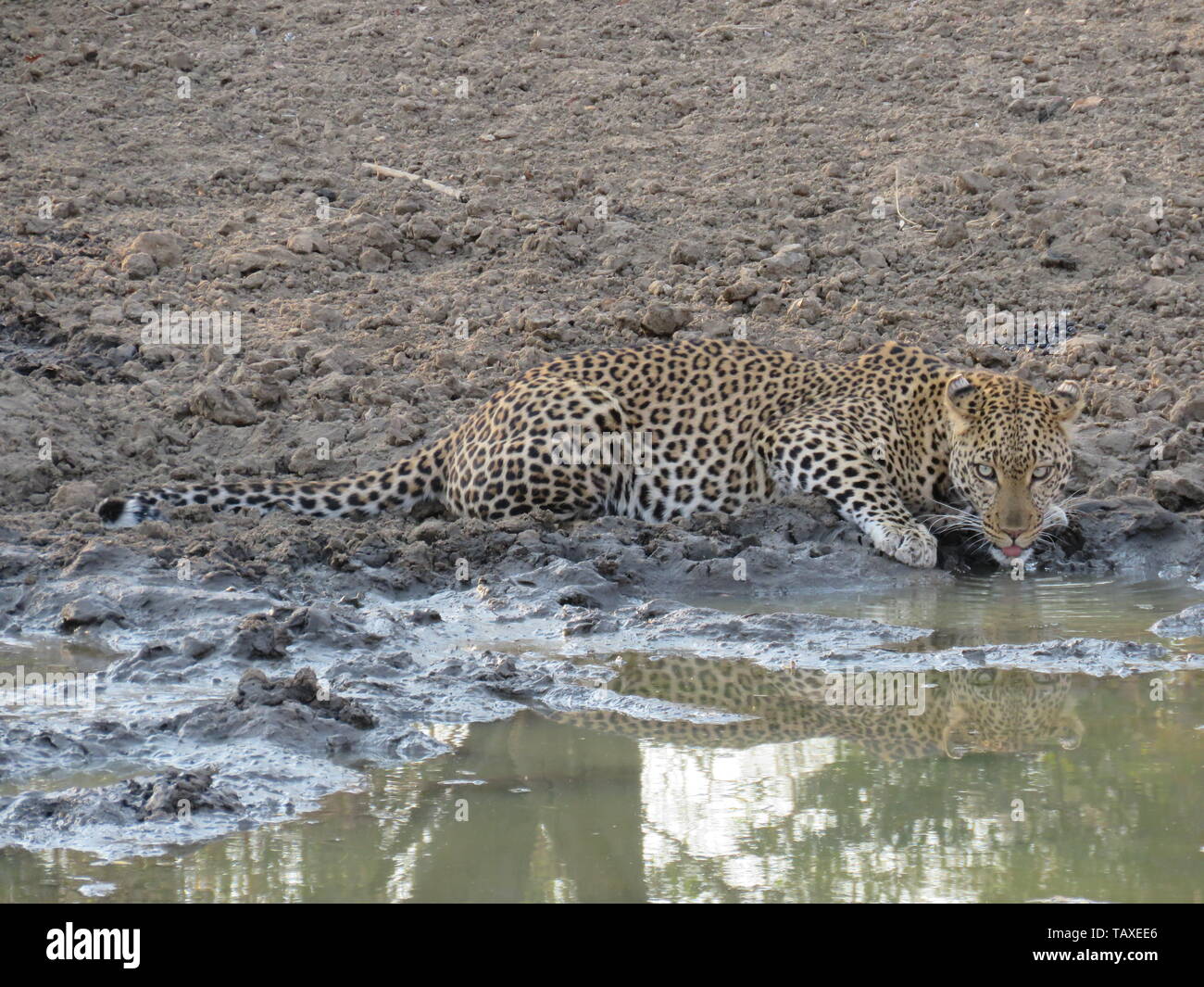 Eine schöne Leopard Suche bedrohlich in die Kamera, während das Trinken aus dem Wasserloch komplett mit Reflexion, karongwe Game Reserve, Südafrika. Stockfoto