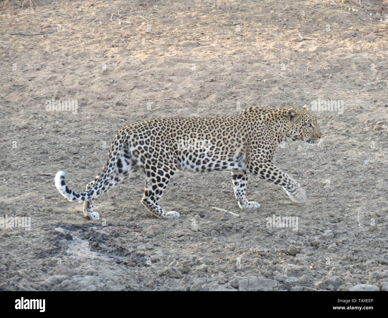 Eine schöne afrikanische Leopard auf der Bewegung, Kraft und Anmut, karongwe Game Reserve, Krüger Nationalpark, Südafrika. Stockfoto