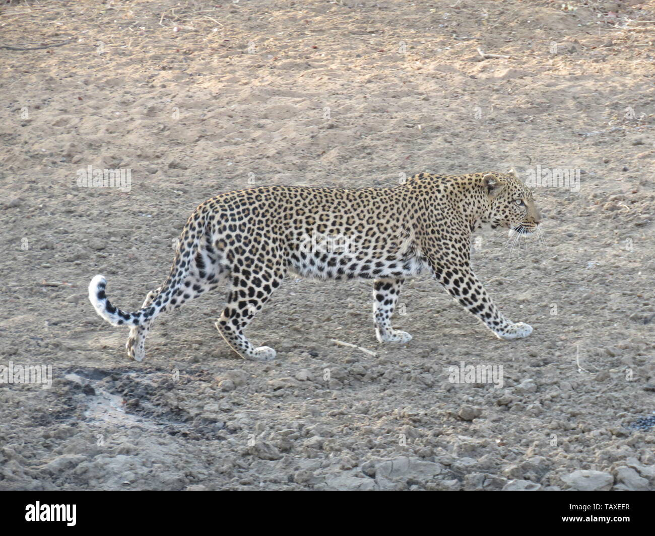 Eine schöne afrikanische Leopard auf der Bewegung, Kraft und Anmut, karongwe Game Reserve, Krüger Nationalpark, Südafrika. Stockfoto